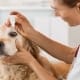 Veterinary Office Cleaning Services Kelowna