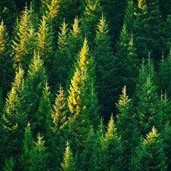 A dense forest of evergreen trees, mainly pine or fir, resembles the meticulous care seen in property maintenance, with sunlight illuminating the tops and creating bright green patches among the darker foliage.